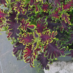 Coleus Kiwi Fern